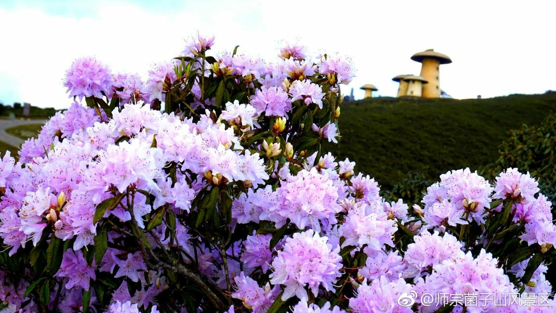 快手业务自助下单平台低价